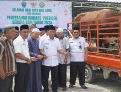 Pemda Bulungan Bagikan 16 Sapi Kurban untuk 10 Kecamatan Senilai Rp 330 Juta